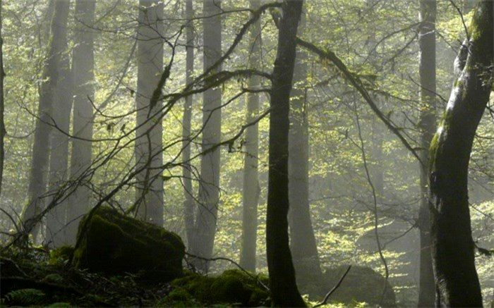 رضیان، نماینده قائمشهر خبر داد: افزایش قاچاق چوب به دنبال تصویب یک قانون