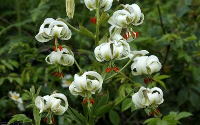 شکفته شدن نادرترین ترین گل جهان در رودسر