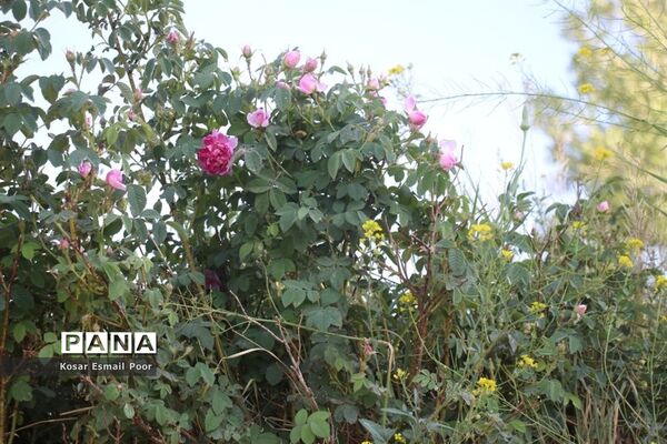 برداشت گل محمدی در روستای عنصرود اسکو