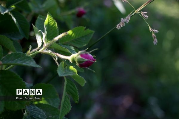 برداشت گل محمدی در روستای عنصرود اسکو