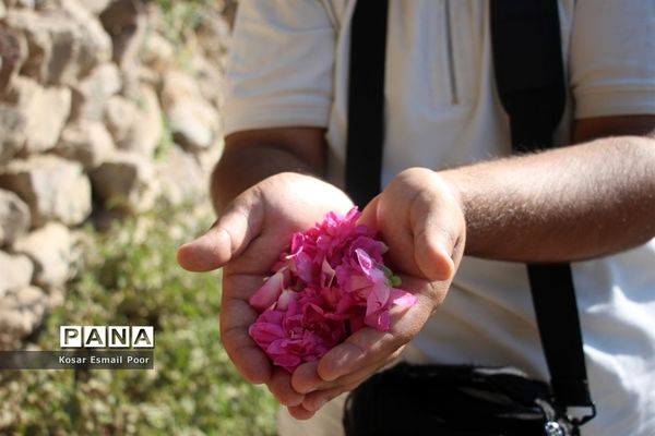 برداشت گل محمدی در روستای عنصرود اسکو