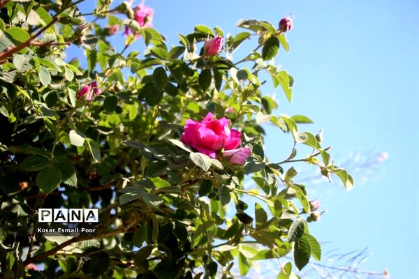 برداشت گل محمدی در روستای عنصرود اسکو