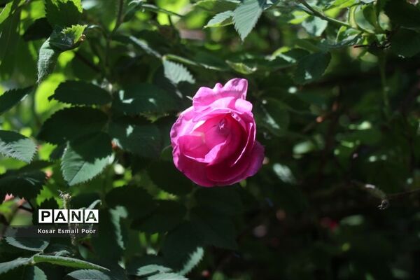 برداشت گل محمدی در روستای عنصرود اسکو