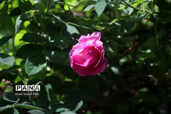 برداشت گل محمدی در روستای عنصرود اسکو