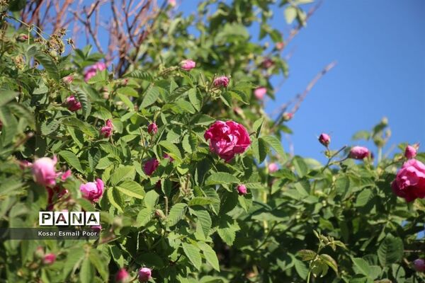 برداشت گل محمدی در روستای عنصرود اسکو