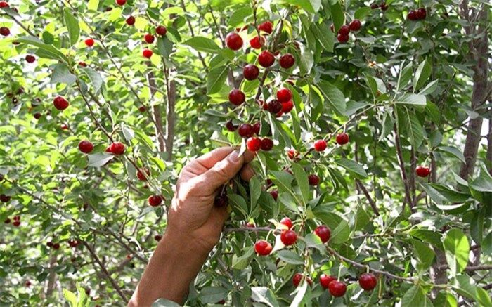 تولید سالانه 6600 تن آلبالو از باغات شهرستان شبستر