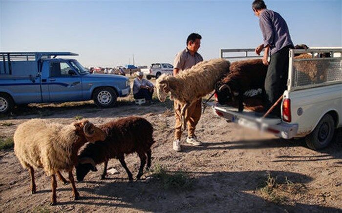 خروج دام زنده به اشتغال و تنظیم بازار آذربایجان غربی لطمه می زند