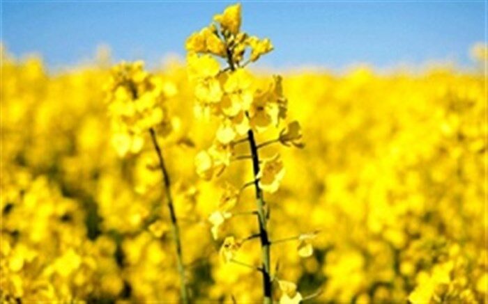 تحویل 23  هزارتُن کُلزا به مراکز خرید در فارس