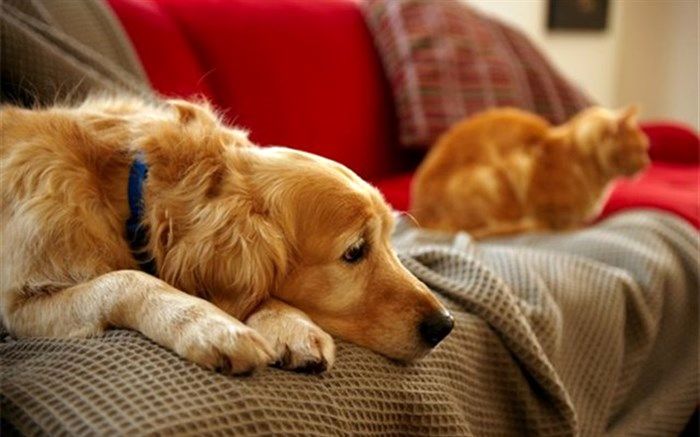 شیوع مجدد برخی بیماری‌ها در حیوانات خانگی