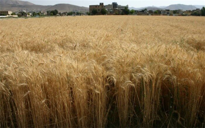 خرید تضمینی گندم در مناطق گرمسیری چهارمحال و بختیاری