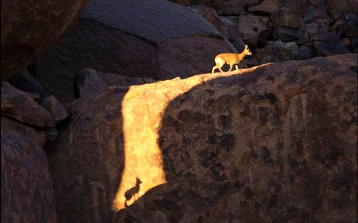 سایه در سایه آهوی آفریقایی در عکس روز نشنال جئوگرافیک