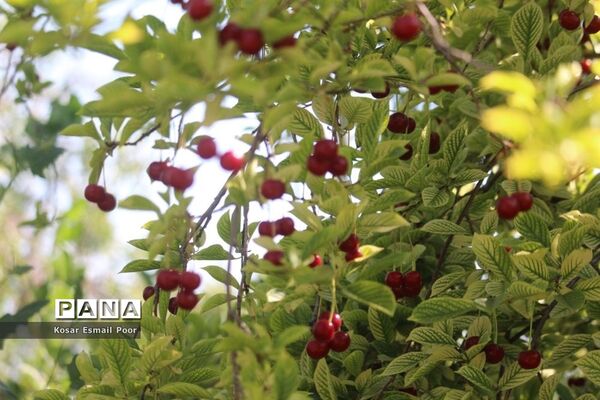 برداشت آلبالو در شهرستان تسوج
