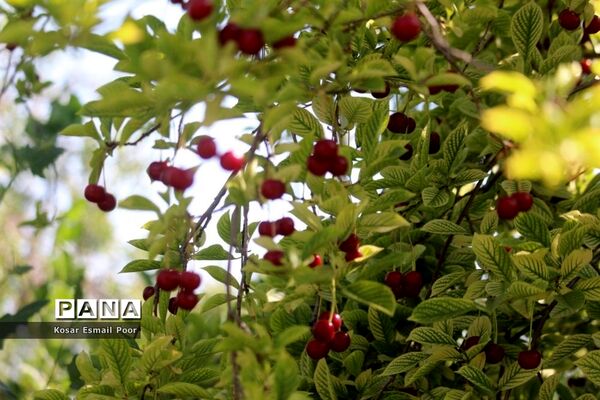 برداشت آلبالو در شهرستان تسوج