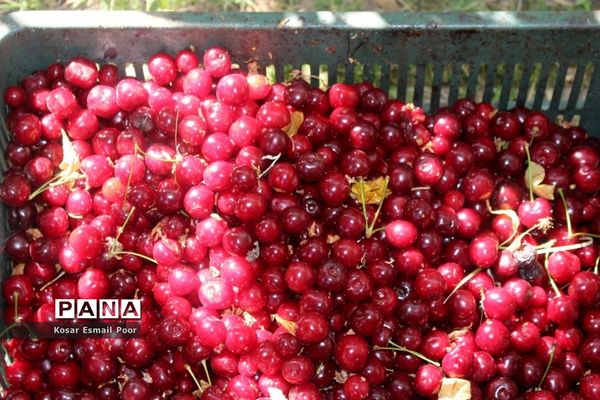 برداشت آلبالو در شهرستان تسوج