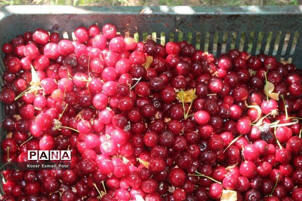 برداشت آلبالو در شهرستان تسوج