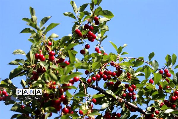 برداشت آلبالو در شهرستان تسوج