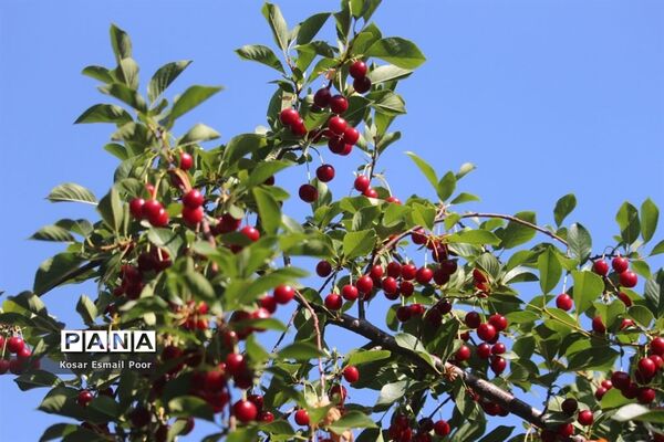 برداشت آلبالو در شهرستان تسوج