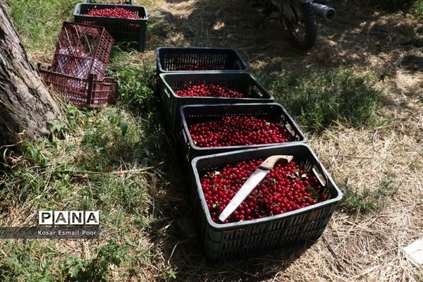 برداشت آلبالو در شهرستان تسوج