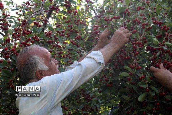 برداشت آلبالو در شهرستان تسوج