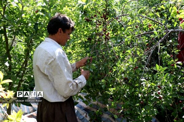 برداشت آلبالو در شهرستان تسوج
