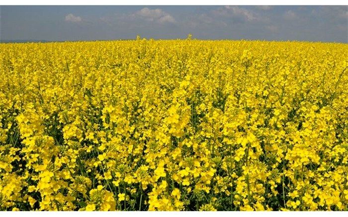 1750 تن کلزا در نقده خریداری شد