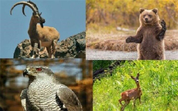 تعریف ۷ سایت گردشگری حیات وحش در اردبیل