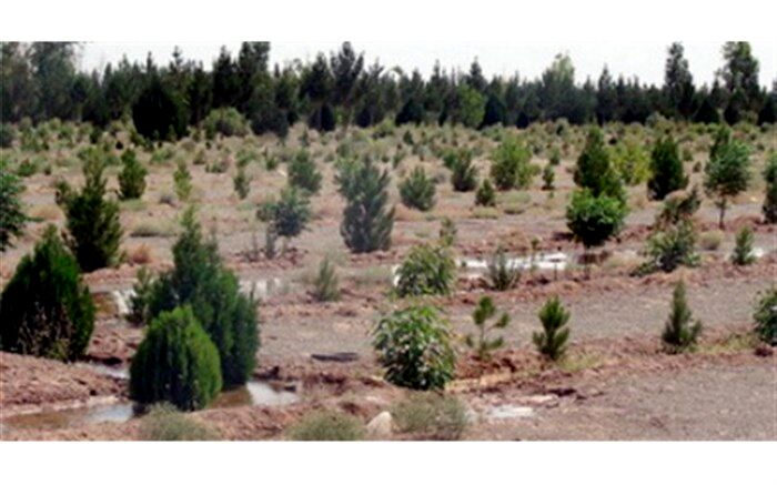 حکم برانداختن  درختان غیر مجاز در اراضی ملی شهرستان فیروز آباد