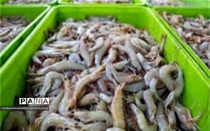 ۵۰ هزار تن میگو امسال در کشور تولید می شود