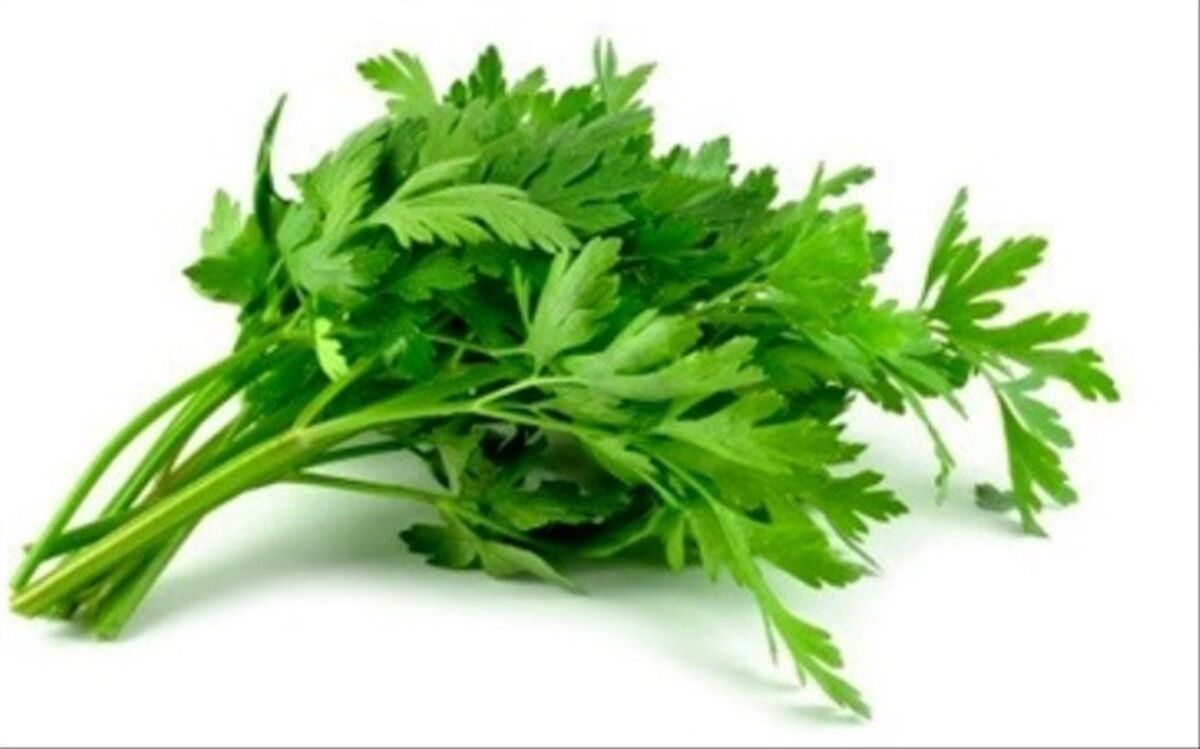 با 7 راهکار گیاهی، از نیش حشرات مصون بمانید