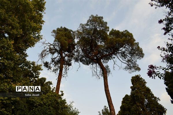 باغ ارم زیبایی چهار فصل شیراز