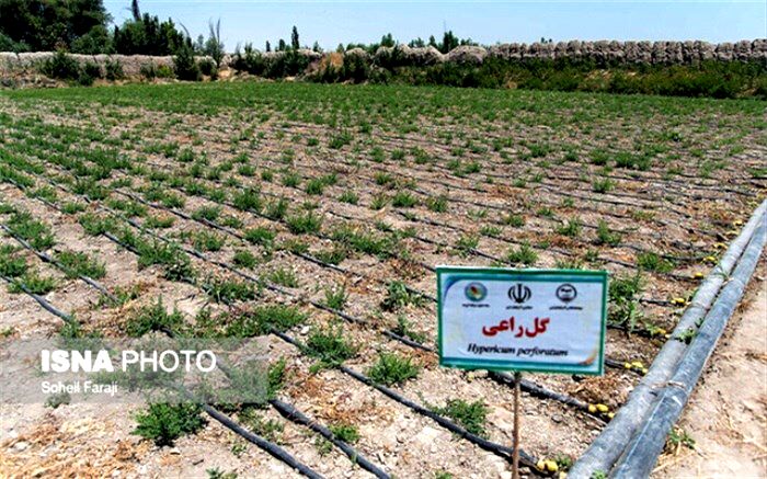 گیاهان دارویی و آبیاری تجمیعی به کمک دریاچه ارومیه می‌آیند