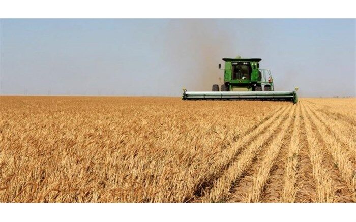 فتحی: شایعه افزایش قیمت گندم در راستای اخلال در روند خودکفایی این محصول استراتژیک است