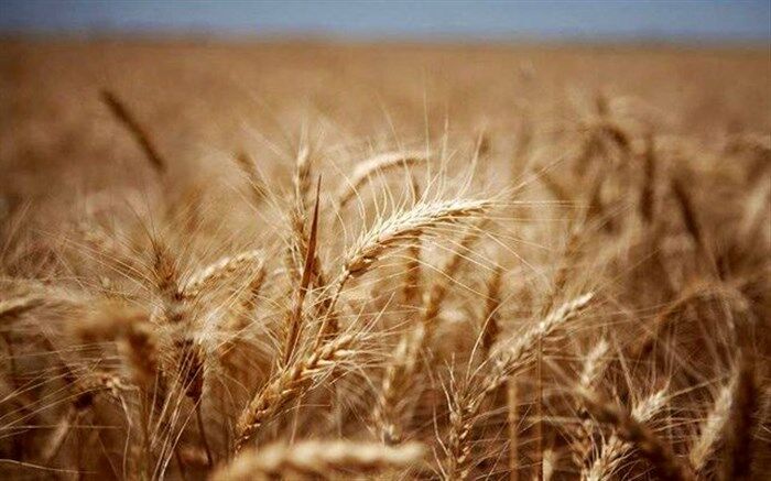 ۷۲۰ میلیارد ریال مطالبه گندم‌کاران آذربایجان‌غربی پرداخت شد