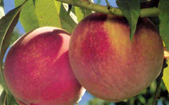 افزایش 130 درصدی تولید شلیل در باغات آذربایجان غربی