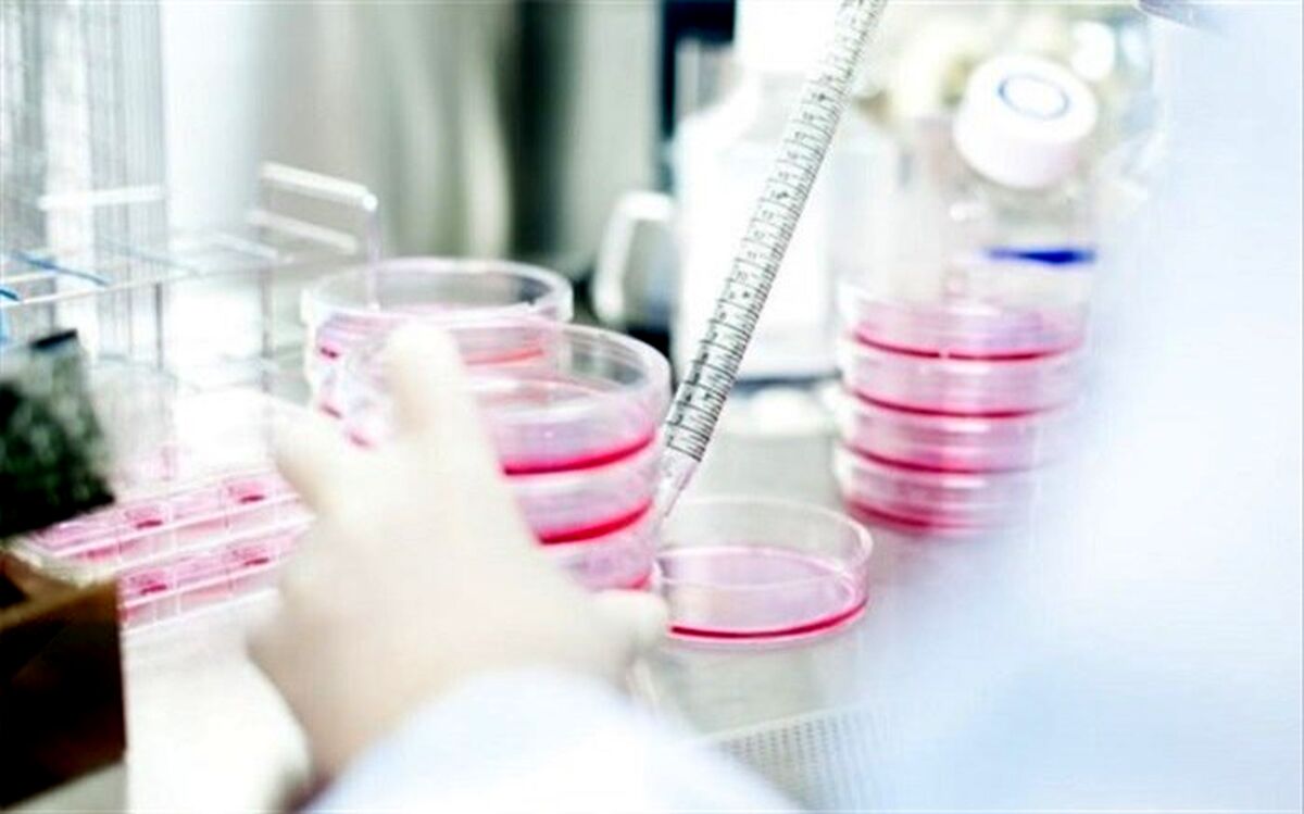 تقسیم کارامد سلول‌های بنیادی خون بند ناف در پژوهشگاه رویان
