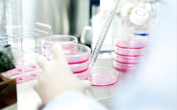 تقسیم کارامد سلول‌های بنیادی خون بند ناف در پژوهشگاه رویان