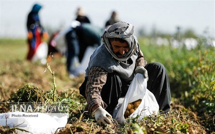 مراقب باشیم کشاورز، دلال نشود