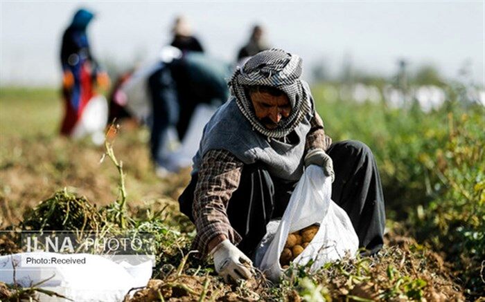 مراقب باشیم کشاورز، دلال نشود