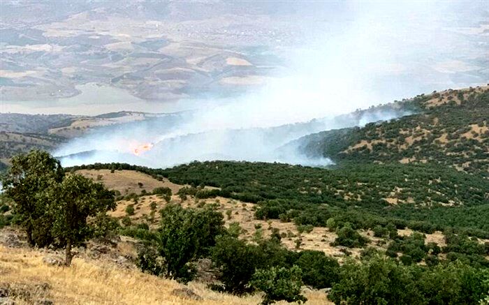 آتش‌سوزی جنگل‌های سردشت مهار شد