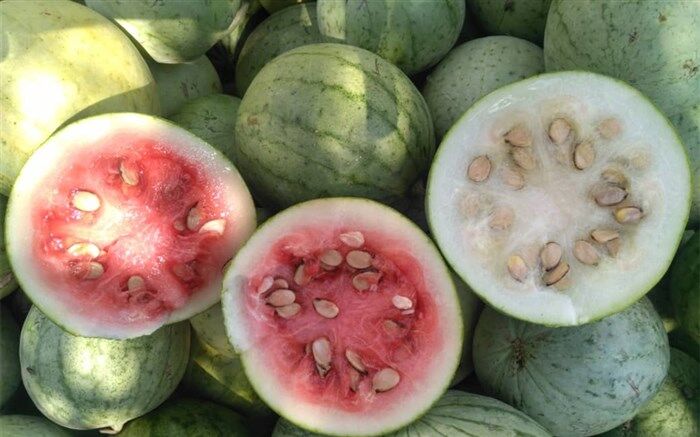 آغاز برداشت هندوانه دیم از مزارع بخش کنارتخته و کمارج 