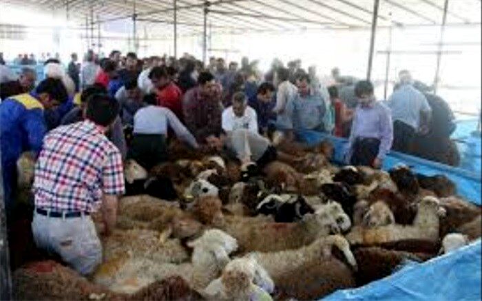 عرضه دام سبک  در شهرری به مناست عید قربان