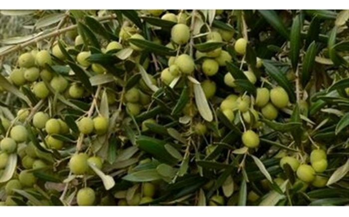 تشکیل اولین زنجیره ارزش زیتون کشور در شهرستان رودبار