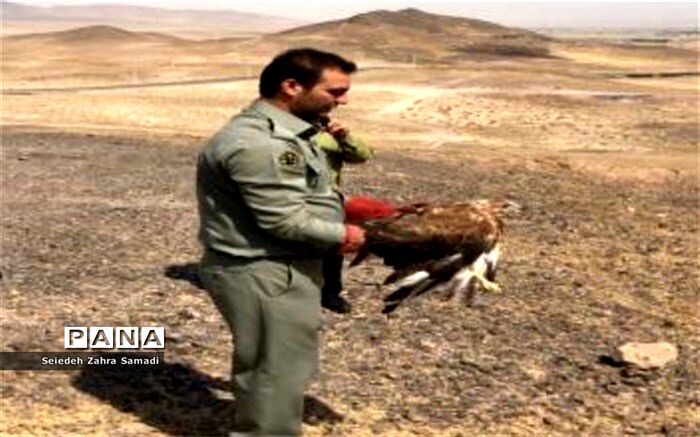 رهاسازی گونه های حیات وحش در طبیعت شهرستان ملارد