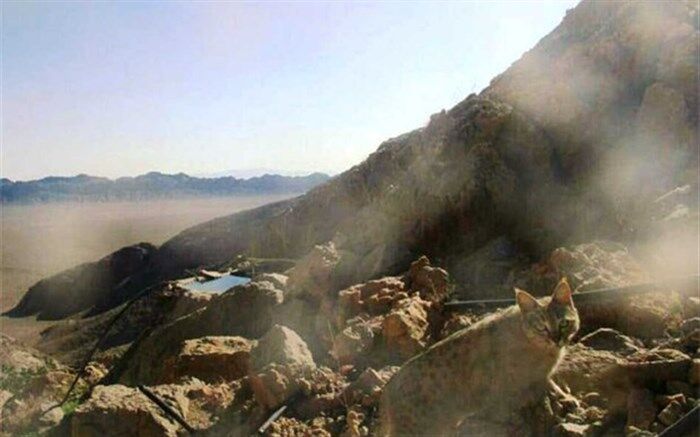 ثبت نخستین تصویر از گربه وحشی در پارک ملی کلاه قاضی