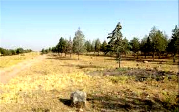 جنگل ۹۶ هکتاری در شهر جدید هشتگرد ساماندهی می شود.