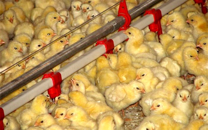 ۳۰۰هزار قطعه جوجه یکروزه در واحدهای مرغ اجداد تخم گذار شهرستان آبیک تولید شد