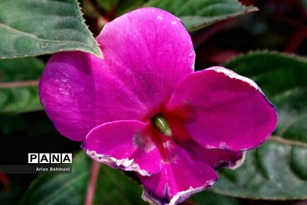 نمایشگاه گل‌های تزیینی کاسپین زنجان