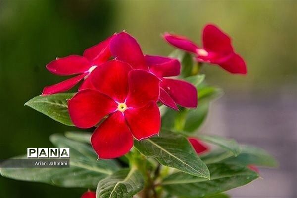 نمایشگاه گل‌های تزیینی کاسپین زنجان
