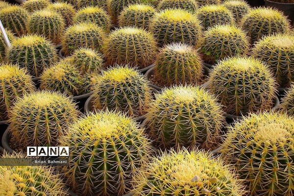 نمایشگاه گل‌های تزیینی کاسپین زنجان