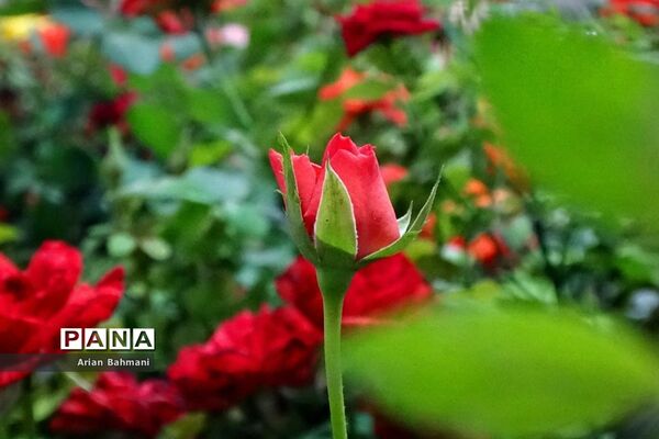 نمایشگاه گل‌های تزیینی کاسپین زنجان